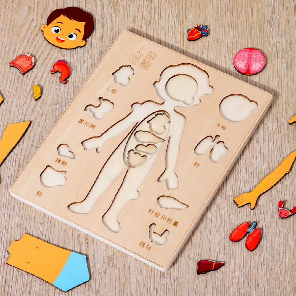 Wooden Human Body Puzzle — Pivoli Toys — product image 7