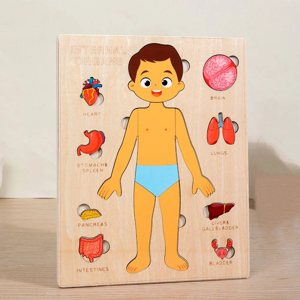 Wooden Human Body Puzzle — Pivoli Toys — product image 9