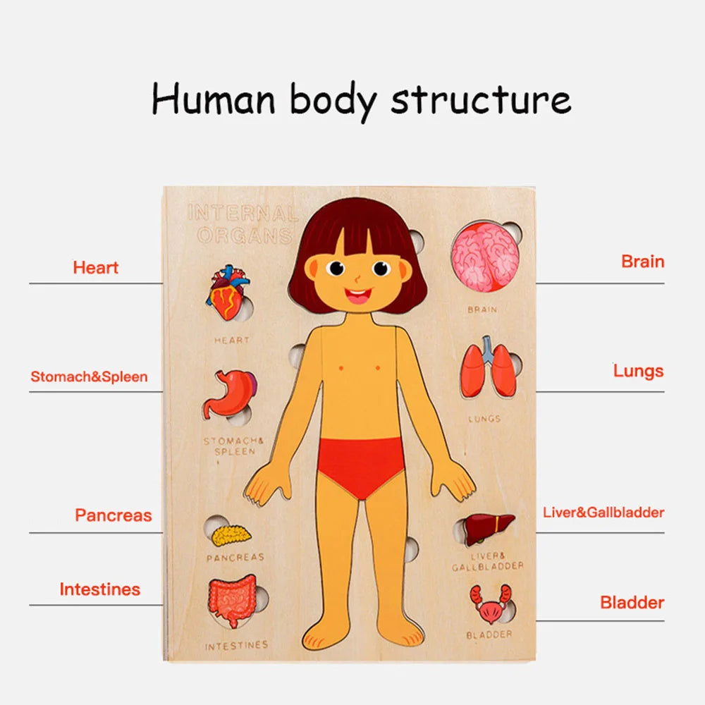 Wooden Human Body Puzzle — Pivoli Toys — product image 5