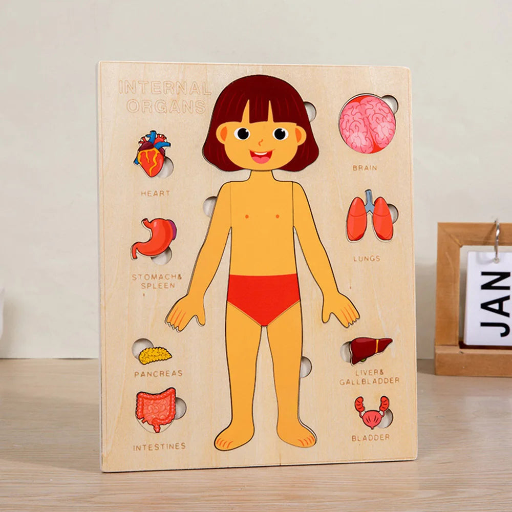 Wooden Human Body Puzzle — Pivoli Toys — product image 4