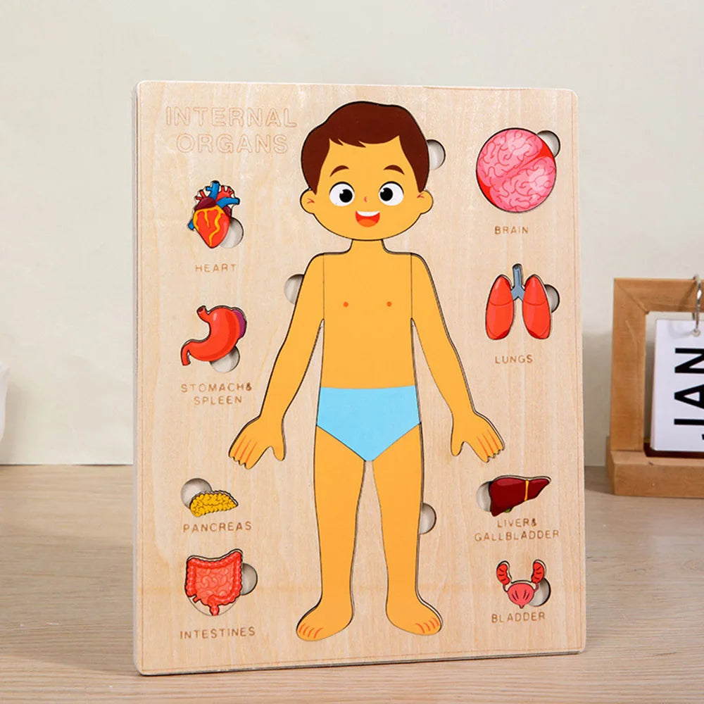 Wooden Human Body Puzzle — Pivoli Toys — product image 2