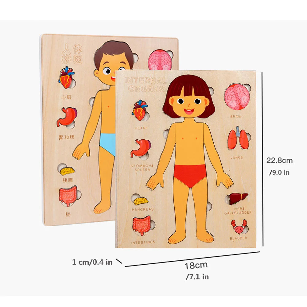 Wooden Human Body Puzzle — Pivoli Toys — product image 8