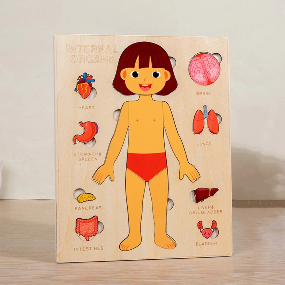 Wooden Human Body Puzzle — Pivoli Toys — product image 10