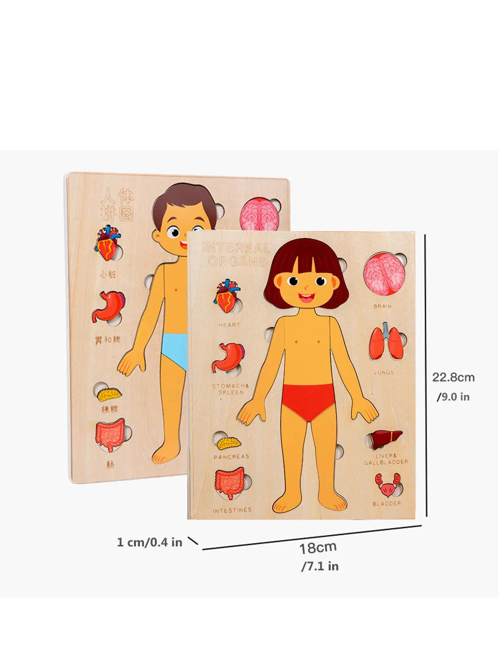 Wooden Human Body Puzzle — Pivoli Toys — product image 6