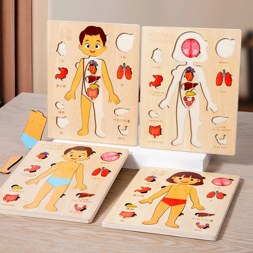 Wooden Human Body Puzzle — Pivoli Toys