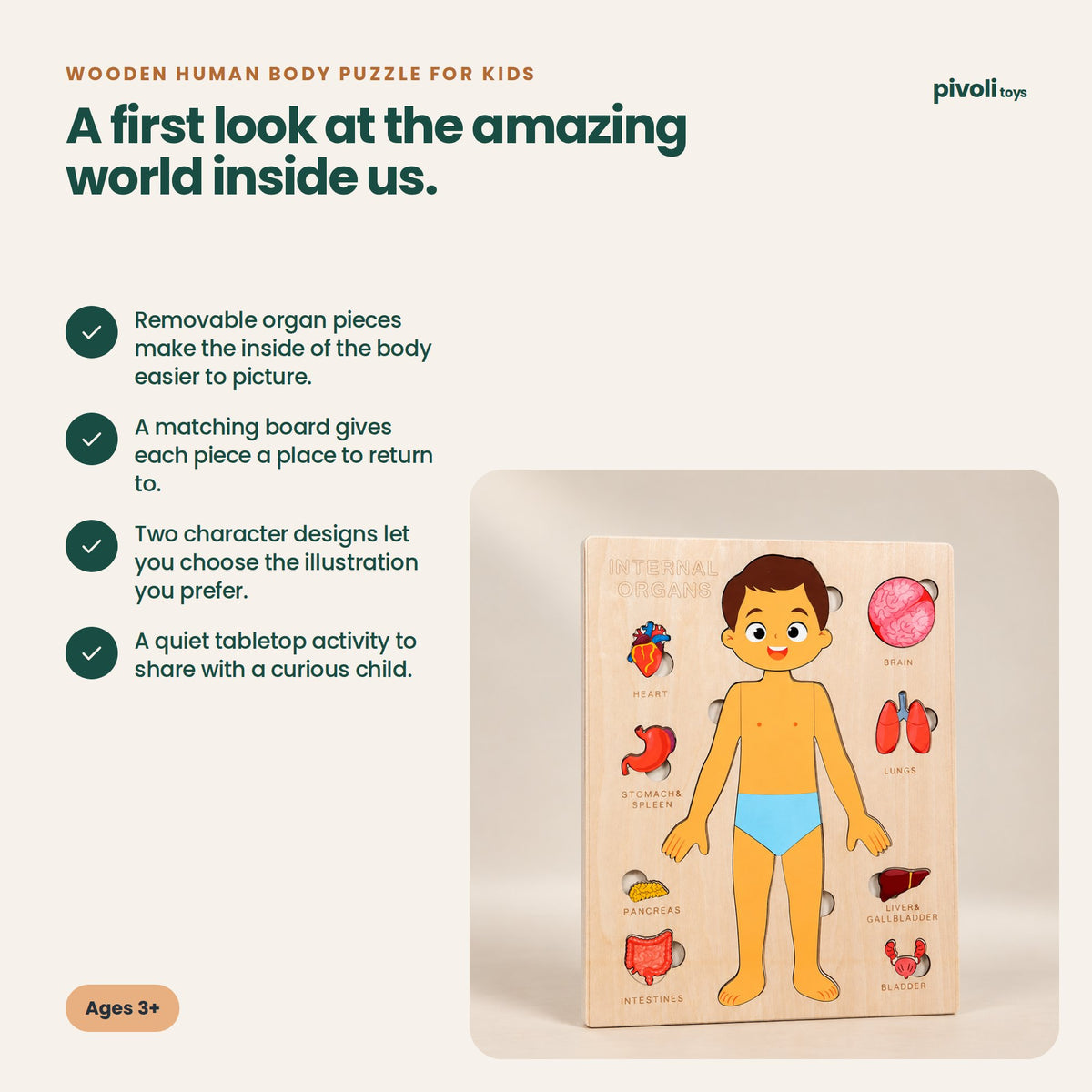 Wooden Human Body Puzzle for Kids: key features and age guidance